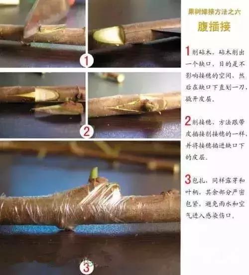 果树嫁接十二种技法图解