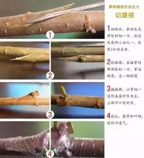 第八种技法:劈接第九种技法:单芽切接第十种技法:合接第十一种技法:交