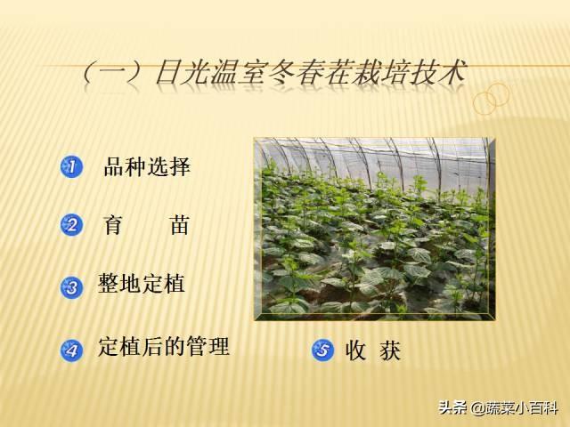 日光温室冬春茬黄瓜栽培技术