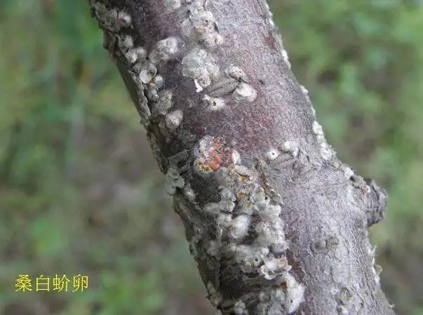 桃树病虫害防治全年用药推荐！