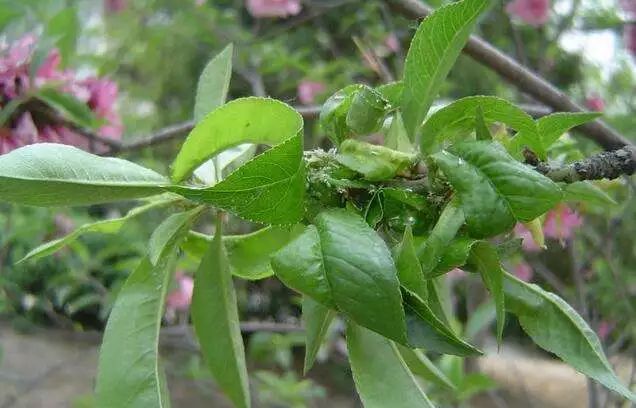 桃树病虫害防治全年用药推荐！