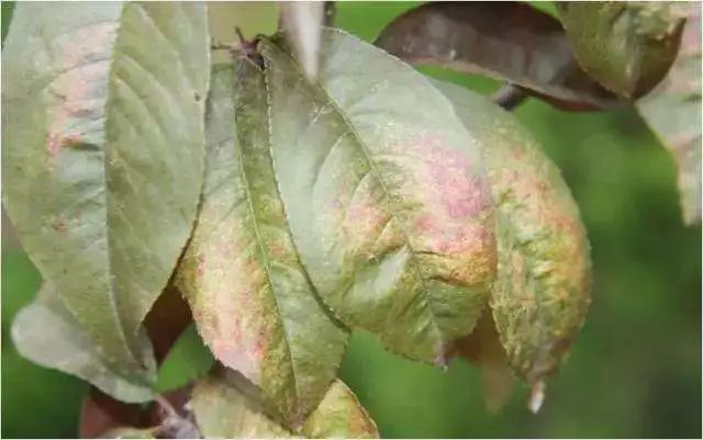 桃树病虫害防治全年用药推荐！