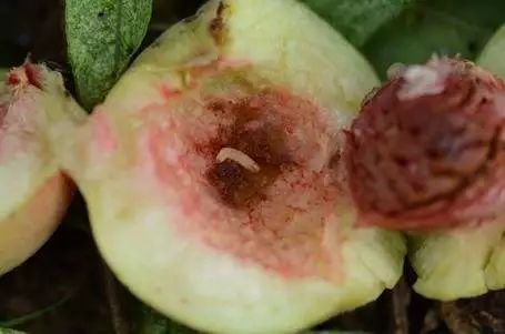 桃树病虫害防治全年用药推荐！