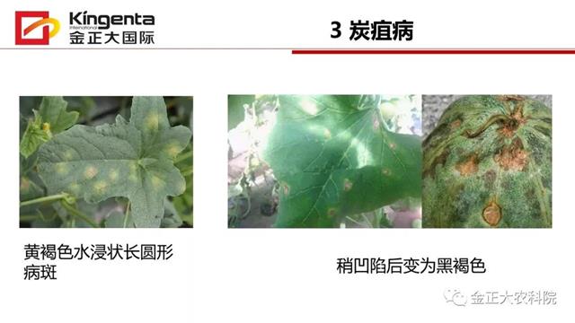 甜瓜植保简介