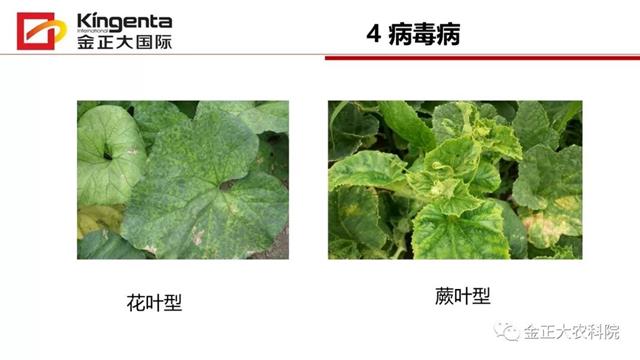 甜瓜植保简介