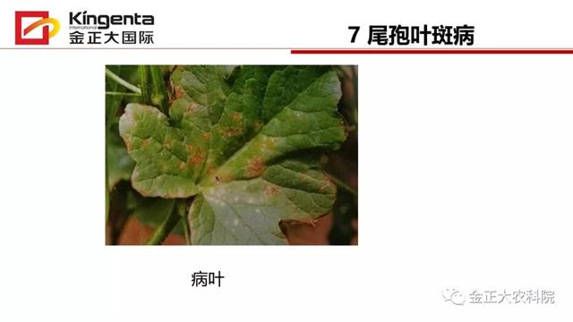 甜瓜植保简介