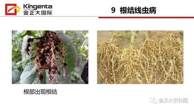 甜瓜植保简介