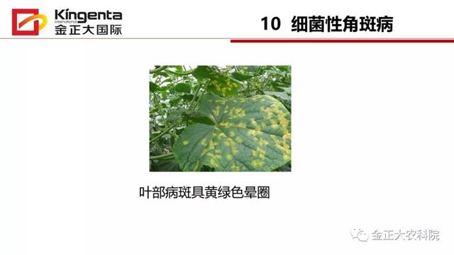 甜瓜植保简介