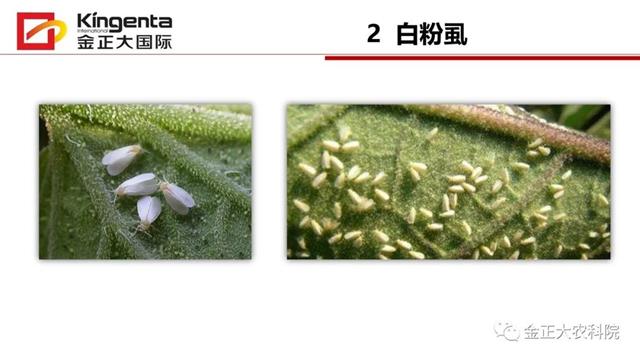 甜瓜植保简介