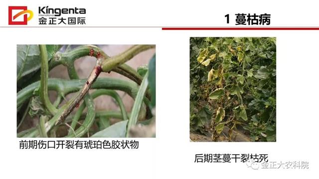 甜瓜植保简介