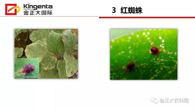 甜瓜植保简介