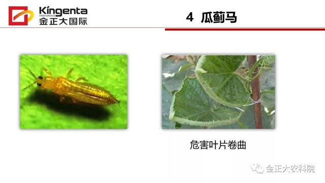 甜瓜植保简介