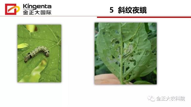 甜瓜植保简介