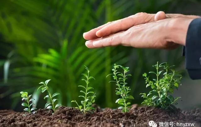 赤霉素、芸苔素、多效唑用法大汇总！