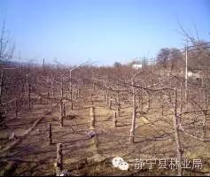 整形修剪存在的问题及改良技术！