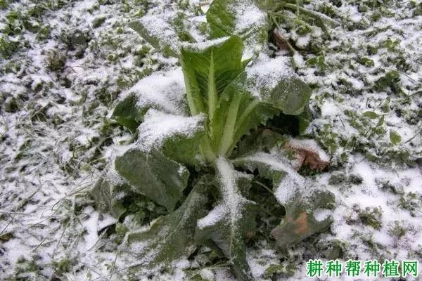 蔬菜受低温冻害后如何管理?