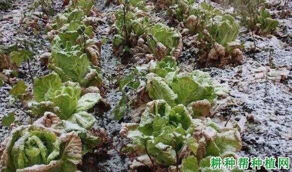 蔬菜受低温冻害后如何管理?