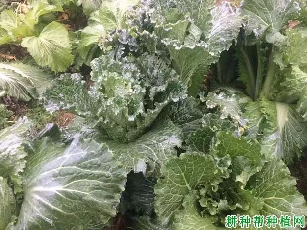 蔬菜受低温冻害后如何管理?