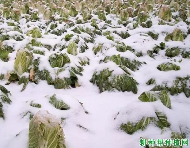 蔬菜受低温冻害后如何管理?