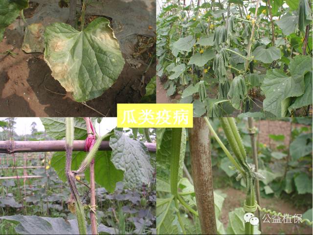 大棚蔬菜病害鉴定图册