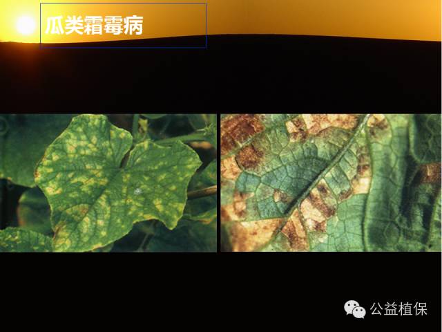 大棚蔬菜病害鉴定图册
