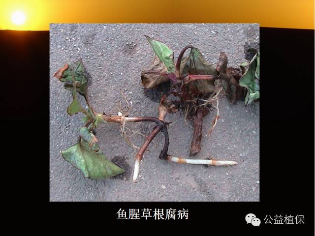 大棚蔬菜病害鉴定图册