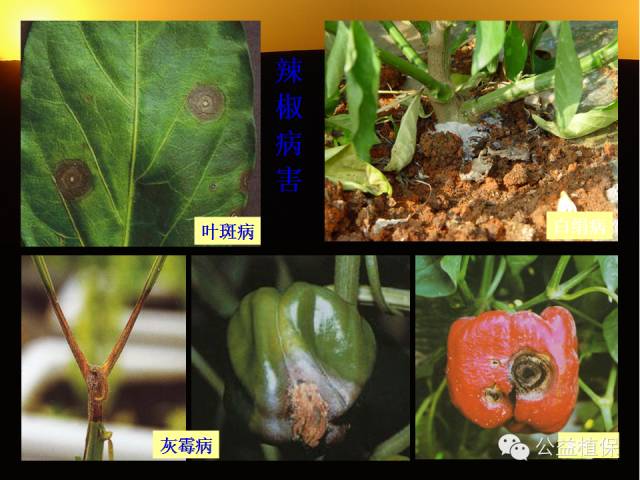 大棚蔬菜病害鉴定图册