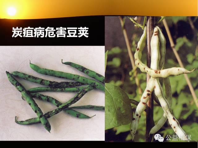 大棚蔬菜病害鉴定图册
