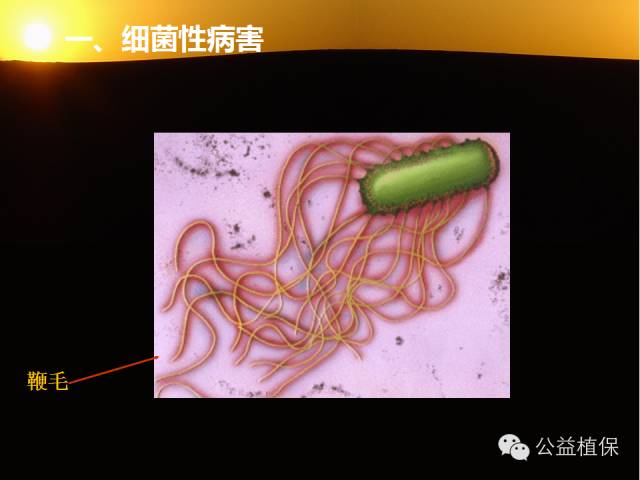 大棚蔬菜病害鉴定图册
