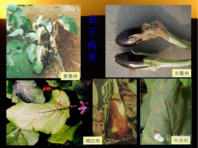 大棚蔬菜病害鉴定图册