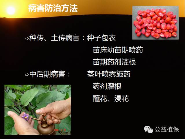 大棚蔬菜病害鉴定图册