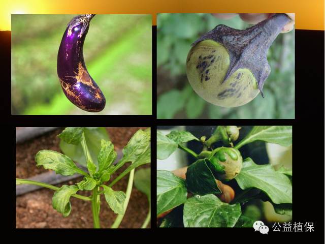 大棚蔬菜病害鉴定图册