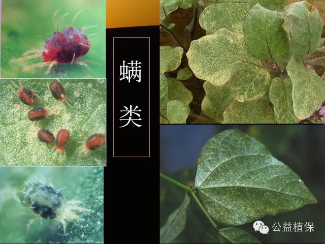 大棚蔬菜病害鉴定图册
