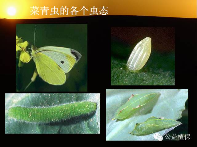 大棚蔬菜病害鉴定图册