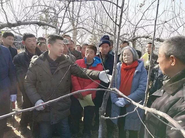 苹果树冬季整形修剪现场示范(视频)