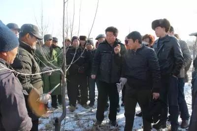 苹果树冬季整形修剪现场示范(视频)