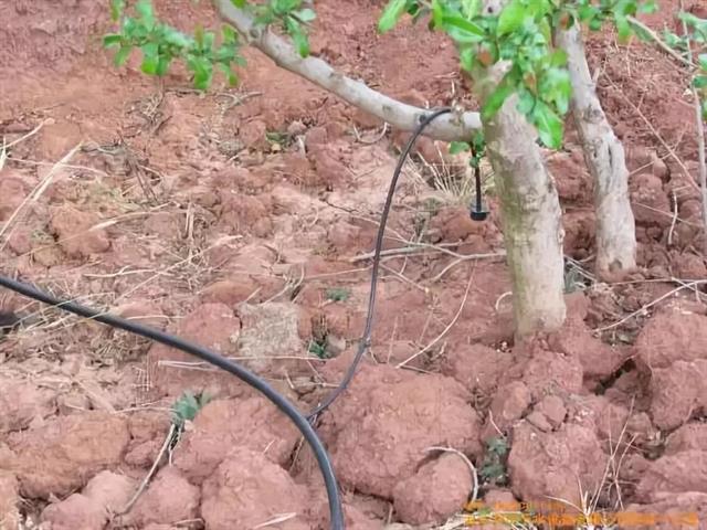 果树产量增几番,原来是水用对了!(视频)