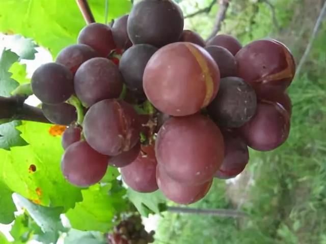 果树产量增几番,原来是水用对了!(视频)