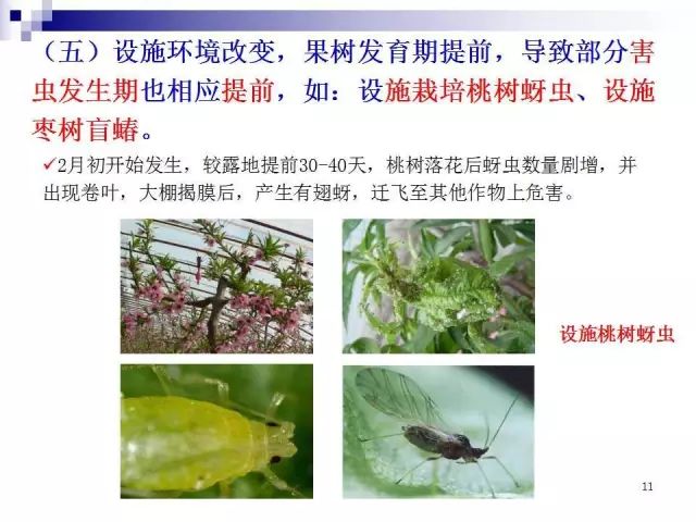 果树虫害发生规律图解