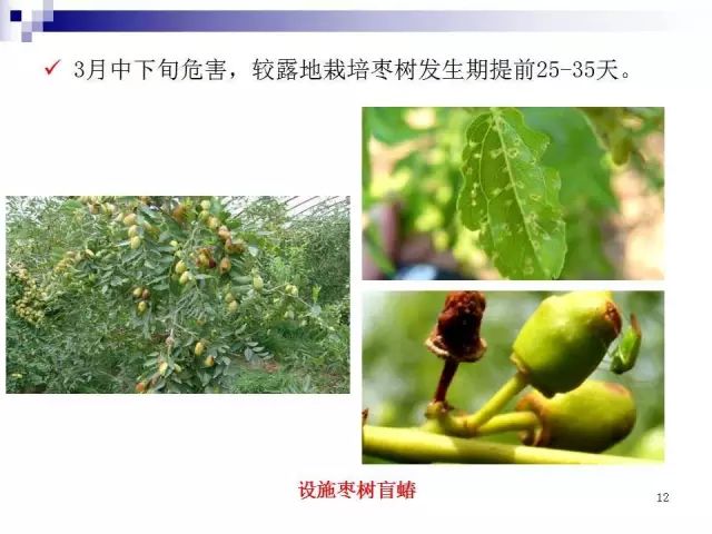 果树虫害发生规律图解