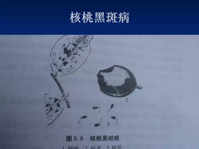 核桃主要病虫害防治技术