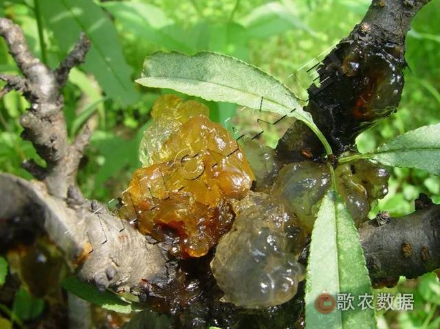 桃树流胶病的发生原因与防治措施!