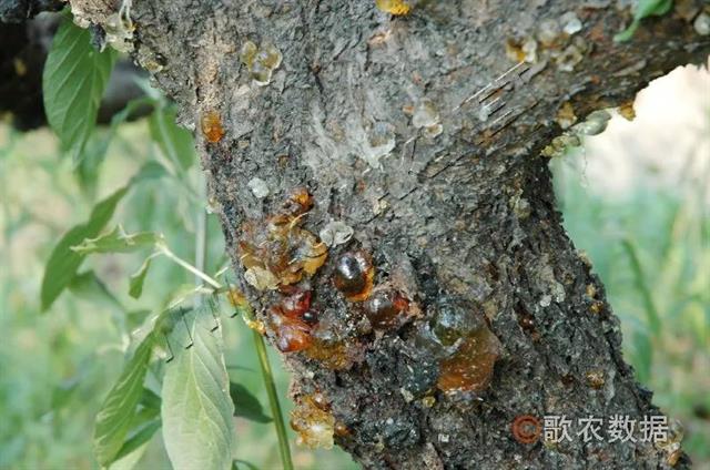 桃树流胶病的发生原因与防治措施!