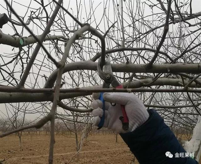 苹果冬季修剪这“十类枝”必须下岗！