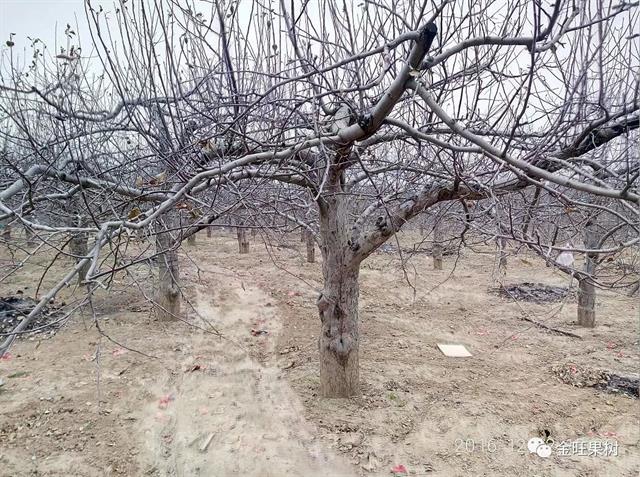 苹果冬季修剪这“十类枝”必须下岗！