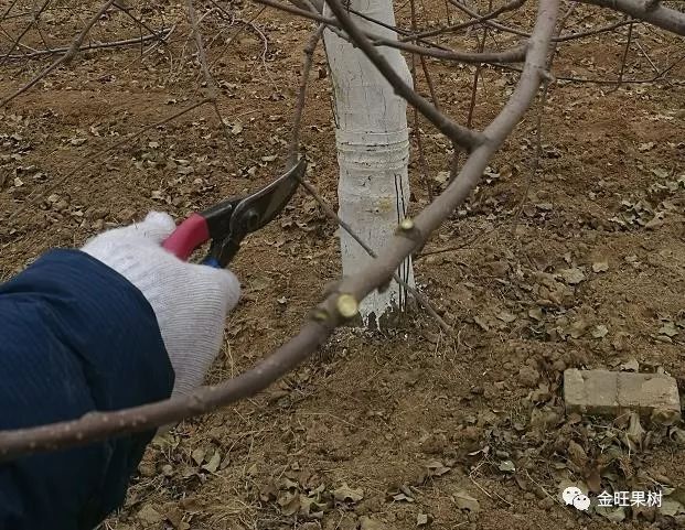 苹果冬季修剪这“十类枝”必须下岗！