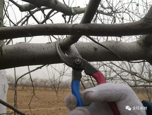 苹果冬季修剪这“十类枝”必须下岗！