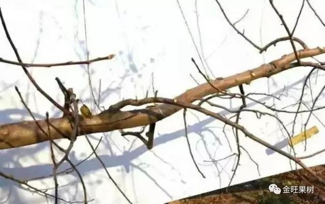 苹果冬季修剪这“十类枝”必须下岗！