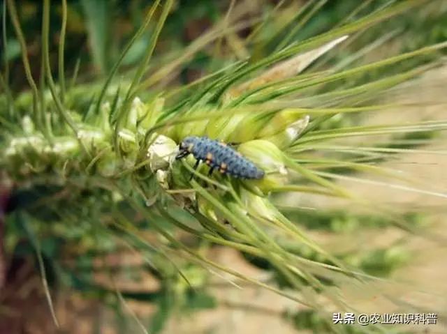 梨树套袋后4种害虫伤果能力惊人