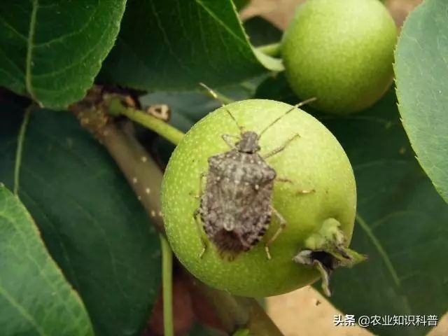 梨树套袋后4种害虫伤果能力惊人